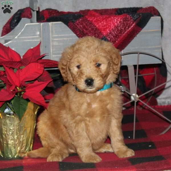 Foster, Goldendoodle Puppy